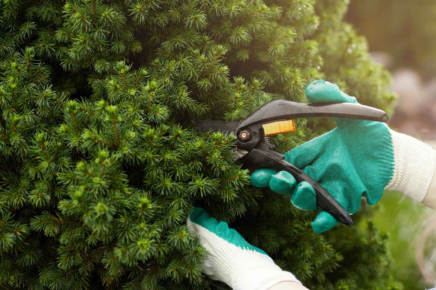 Best Tree Health Inspection  in River Ridge, FL